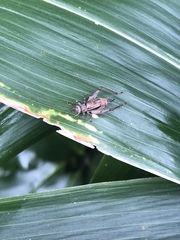 Svistella bifasciata
