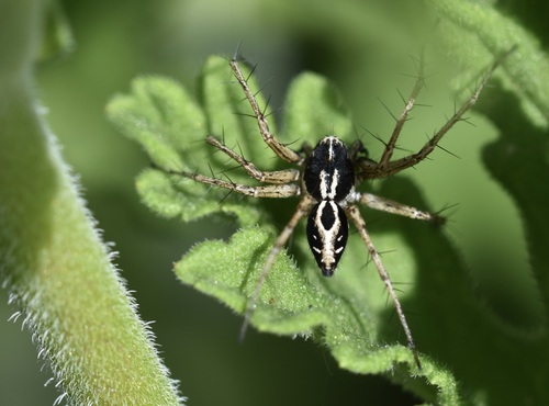 Variegated Lynx Spider, 7200 Campinho, Portugal, photo 5 of 10