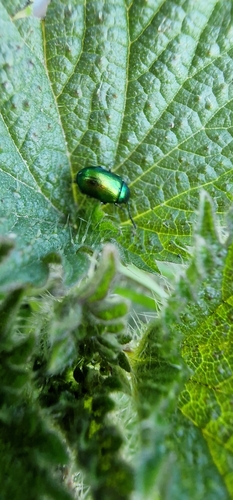 Green Dock Beetle, 2266 LR Leidschendam, Nederland, photo 9 of 10