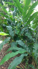 Alpinia uraiensis