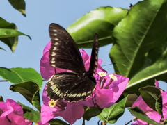 Battus polydamas polydamas