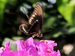 Battus polydamas polydamas