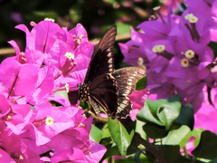 Battus polydamas polydamas