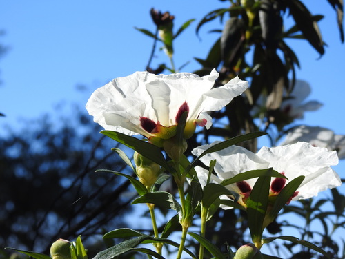Cistus ladanifer
