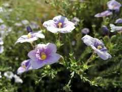 Nierembergia linariifolia