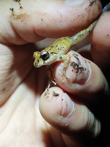 Pristimantis tamia