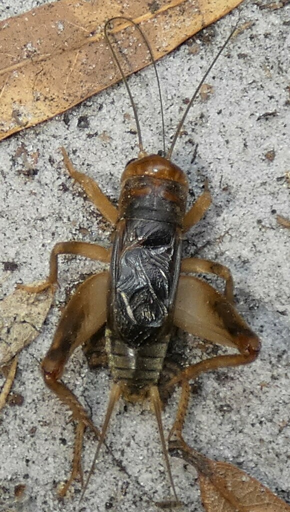 common short-tailed cricket