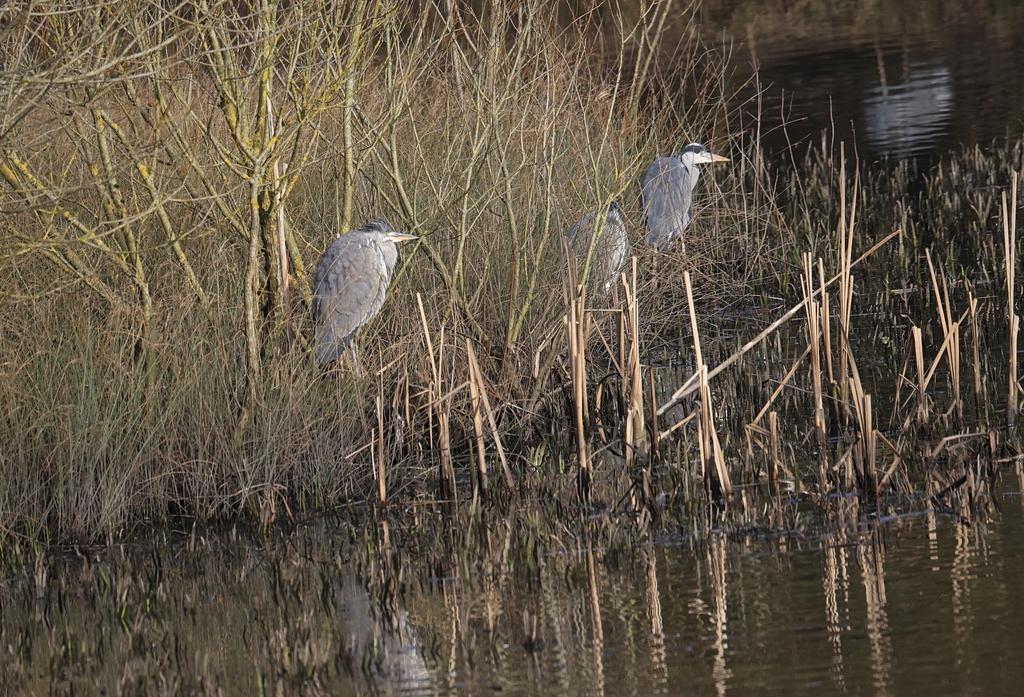 Grey Heron from Pennington Flash C.P., St Helens Road, Leigh, Wigan