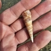Variegated Turret Snail - Photo (c) ritirene, some rights reserved (CC BY), uploaded by ritirene