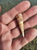Variegated Turret Snail - Photo (c) ritirene, some rights reserved (CC BY), uploaded by ritirene
