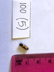 Cisthene kentuckiensis