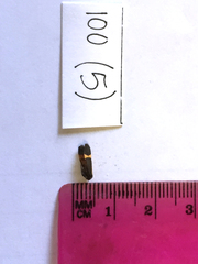 Cisthene kentuckiensis