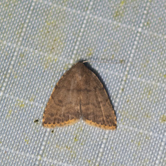 Anachrostis