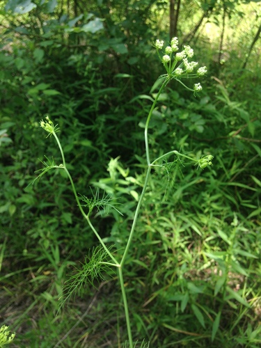 Image of Ptilimnium costatum by no rights reserved
