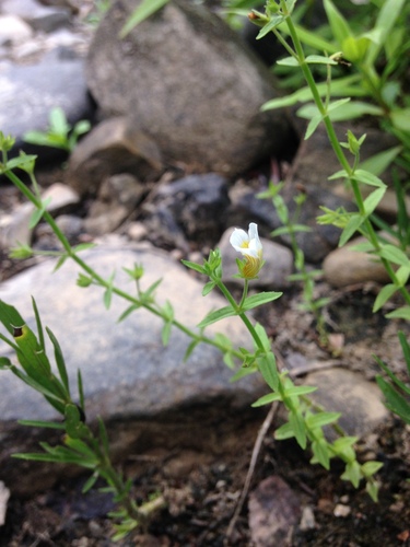 Sticky hedgehyssop (Gratiola brevifolia)