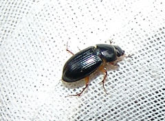 Pseudagolius bicolor