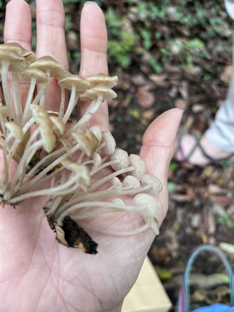 Favolaschia manipularis · April 2023 · photo: © mengyingtsai (iNaturalist, cc0)