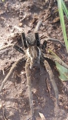 Ancylometes bogotensis