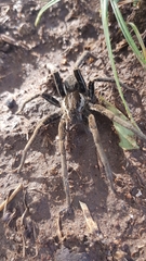 Ancylometes bogotensis