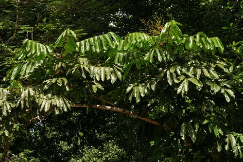 Carapa (Carapa surinamensis)