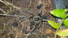 Ancylometes bogotensis