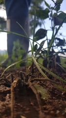 Ancylometes bogotensis