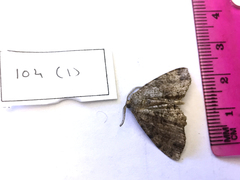 Metalectra diabolica