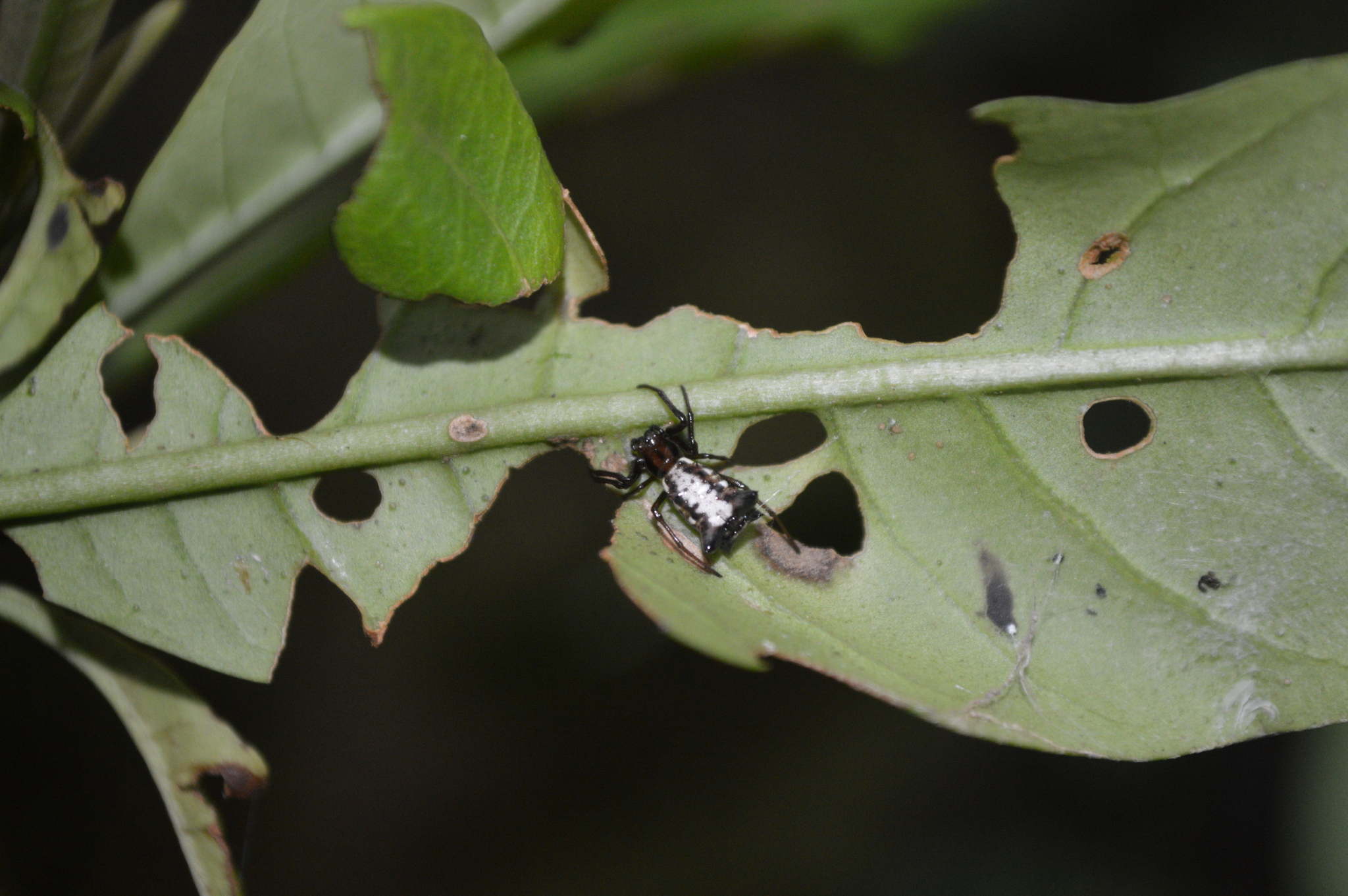 Micrathena rubicundula image