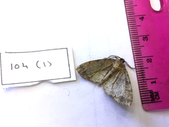 Metalectra diabolica