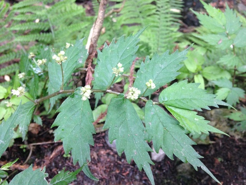 Umbrella elatostema (Elatostema umbellatum)