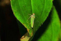 Graphocephala aurolineata