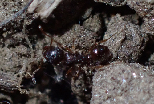 mravec mačinový (Tetramorium caespitum)