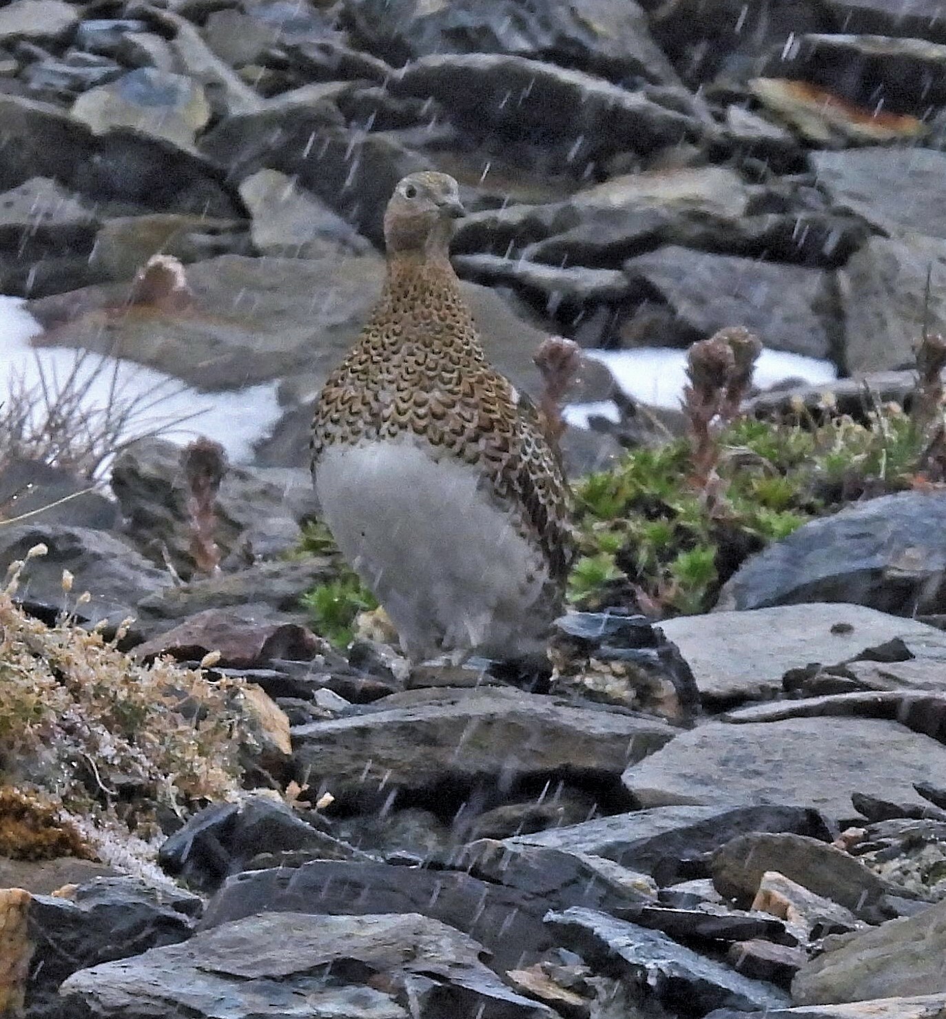 White-bellied Seedsnipe (Attagis malouinus), photo 9