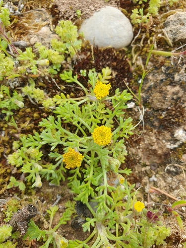 Image of Anthemis rigida by no rights reserved