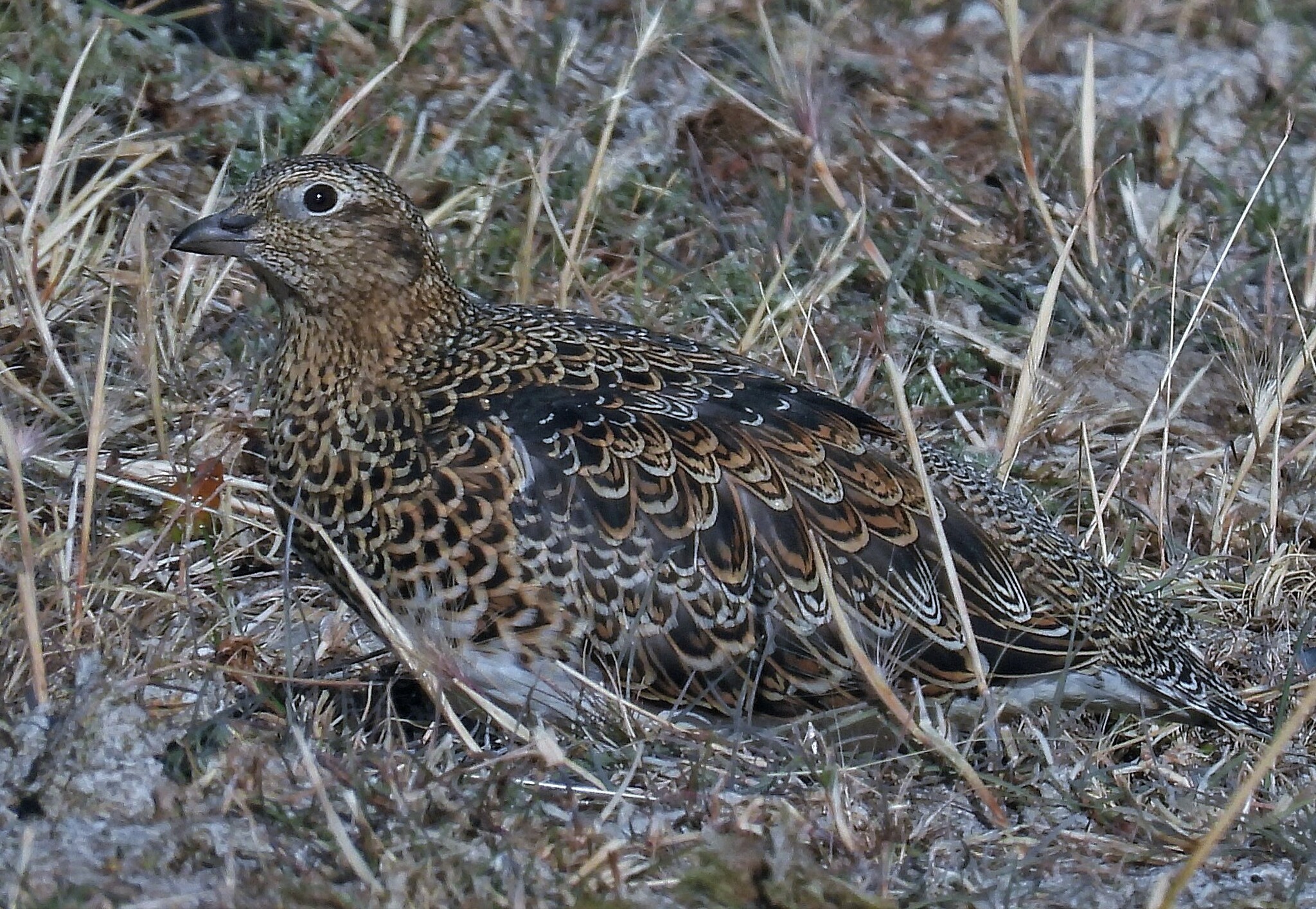 White-bellied Seedsnipe (Attagis malouinus), photo 7