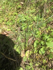 Perideridia gairdneri