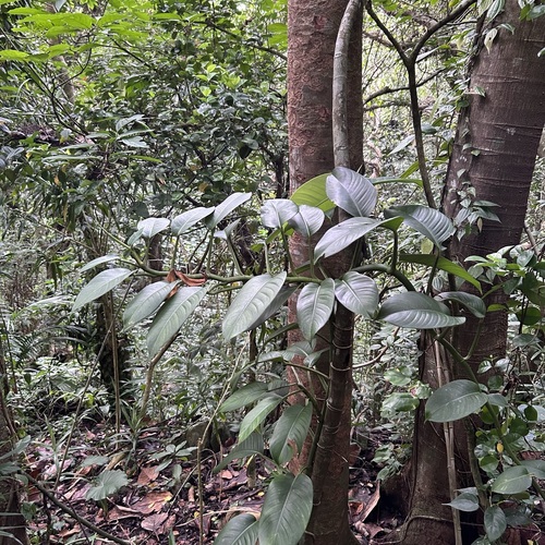 Rhaphidophora liukiuensis iNat (3)