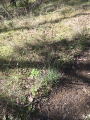 Perideridia gairdneri