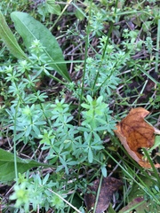Galium mollugo