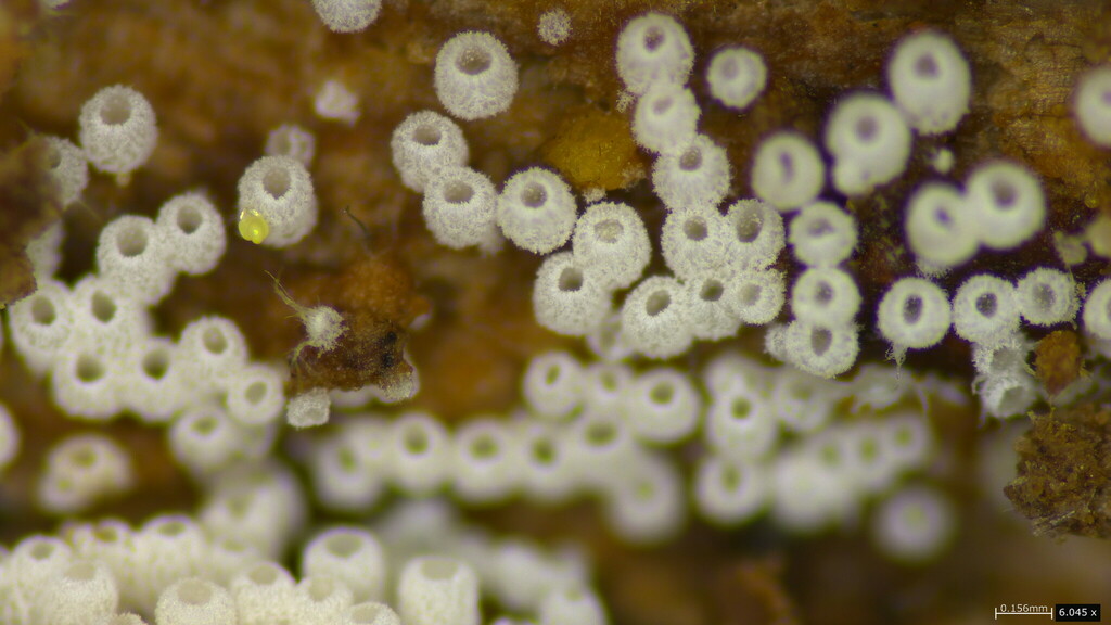 Henningsomyces candidus · April 2023 · photo: © atsushi_nakajima_cirque (iNaturalist, cc-by)