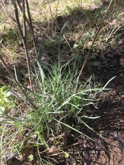 Perideridia gairdneri