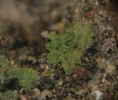 Representative image of Botryolepraria