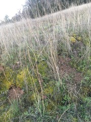 Perideridia gairdneri