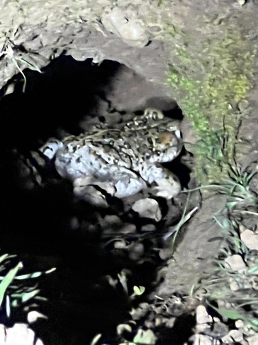 iNaturalist observation photo of California Toad