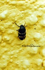 Aeneolamia albofasciata