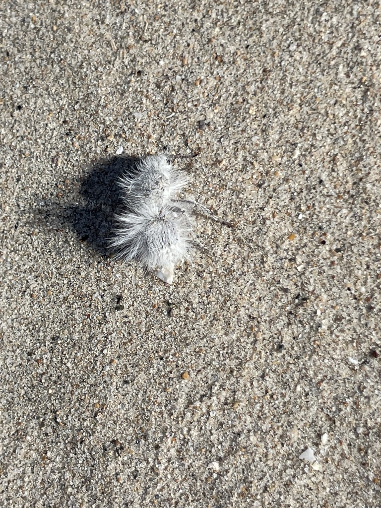 Glorious velvet ant