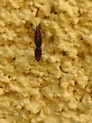 Melacoryphus circumlitus