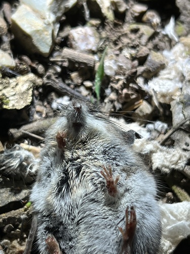 iNaturalist observation photo of North American Deer Mice