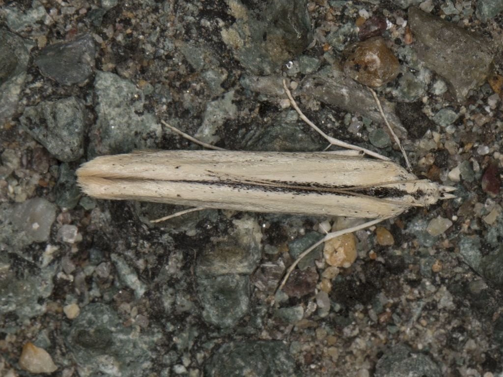 Batrachedra hageter