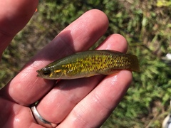 Fundulus chrysotus